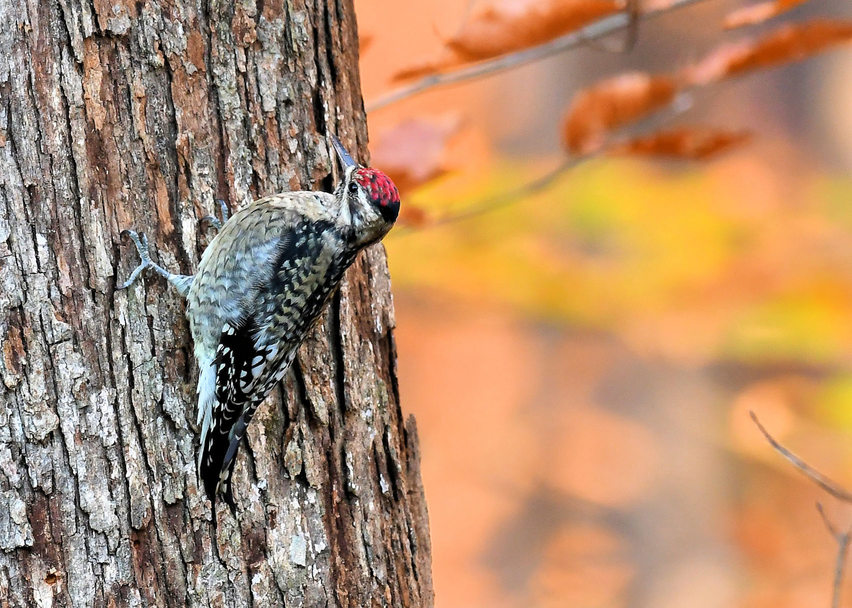 Sapsucker